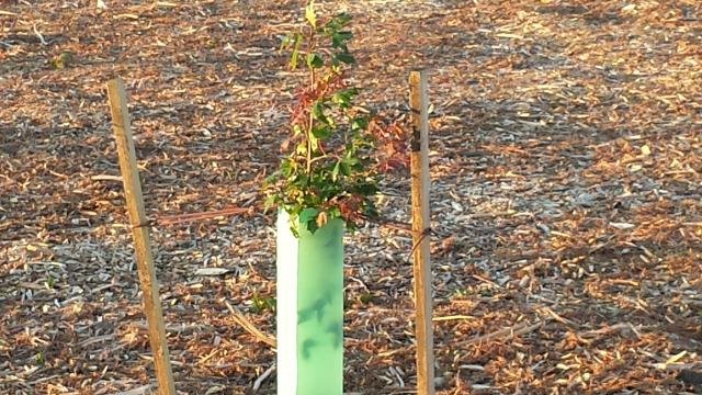 2015.11.26 Planted and rabbit-proofed. Cambridge Tree Trust